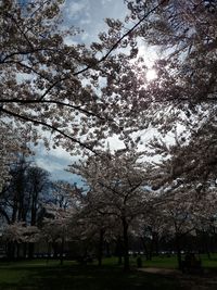 Fresh trees against sky