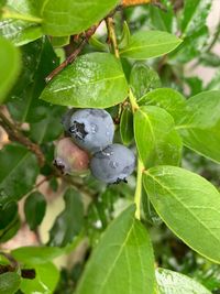 Close-up of fruit growing on tree