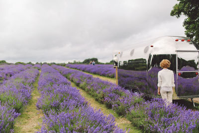 Rear view of standing by motor home on lavender field