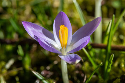 Close-up of purple crocus flower