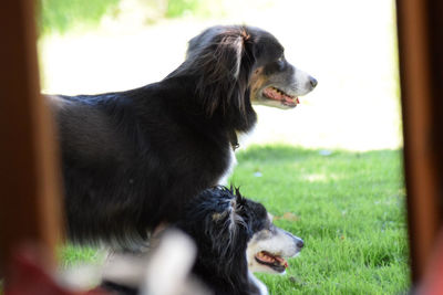 Close-up of dog looking away