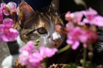 Close-up of pink flowers