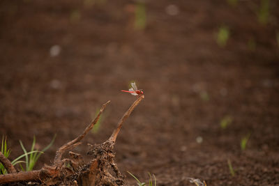 Close-up of small plant on field