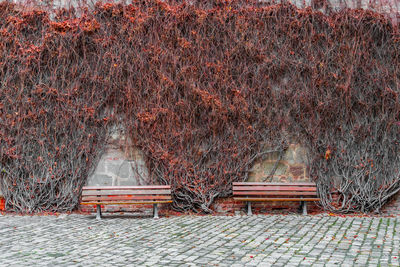 Empty benches against plants