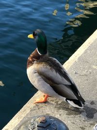 High angle view of mallard duck on lake