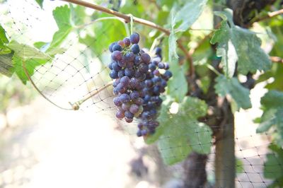 Close-up of grapes growing in vineyard