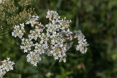 Close-up of white flowering plant