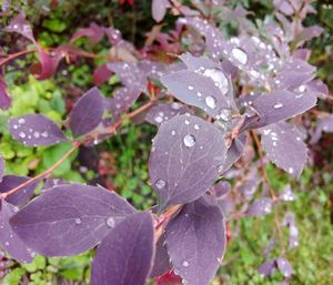 Close-up of raindrops on wet leaves