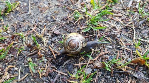 High angle view of snail on field