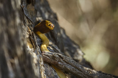 Close-up of tree trunk