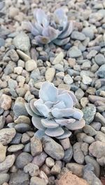 Close-up of pebbles on beach