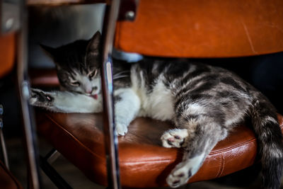 Cat resting on sofa