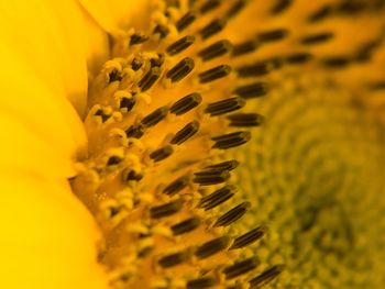 Close-up of yellow flowering plant