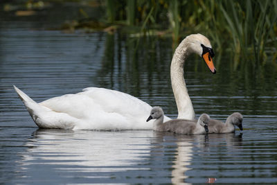 wildlife