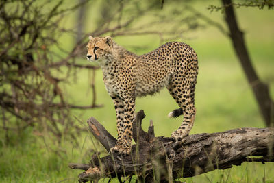 Full length of a cat