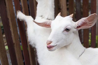 Close-up of baby goat