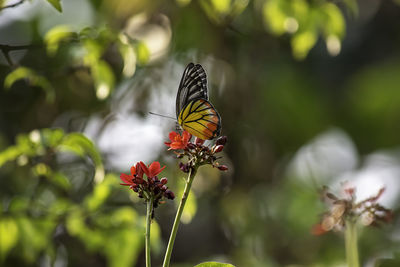 Close-up of butterfly pollinating on flower