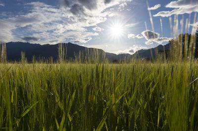 Scenic view of landscape against sky