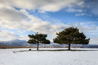 Trees on snow covered landscape against sky