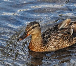 Close-up of duck swimming in lake