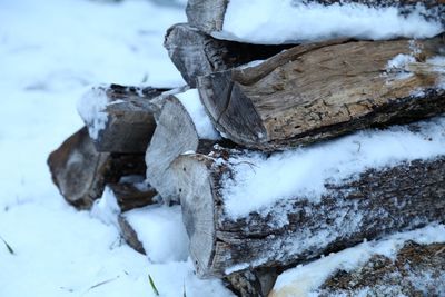 Close-up of logs in snow