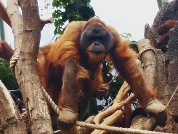 Low angle view of monkey sitting on tree trunk