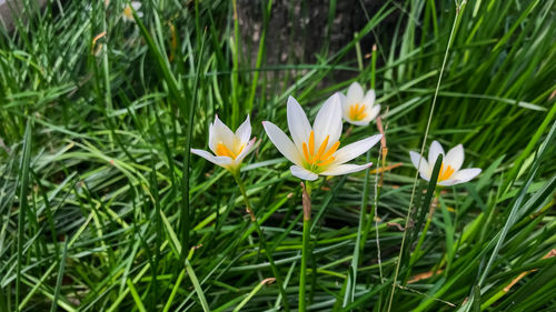 Close-up of white crocus flowers on field