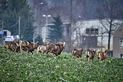 Sheep in a field