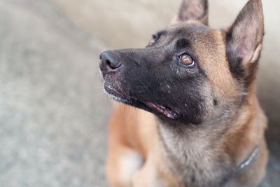 Close-up portrait of dog