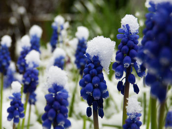 Close-up of purple flowering plants