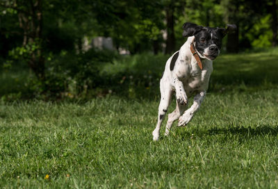 View of a dog running on grassland