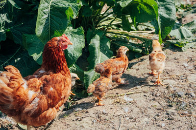 Birds in a farm