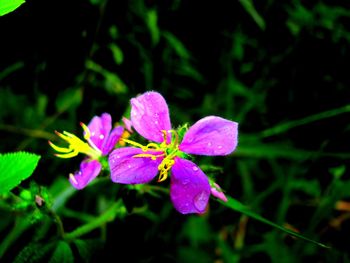 Close-up of wet pink flowers blooming outdoors