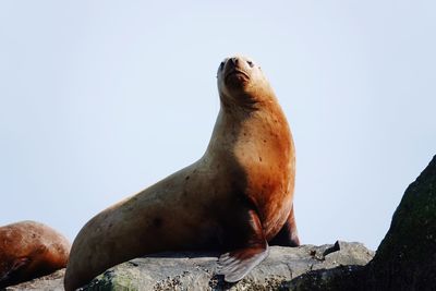 Close-up of an animal on rock