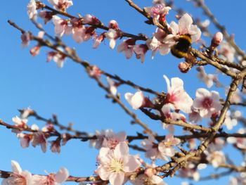 Low angle view of cherry blossom against blue sky