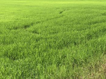 Scenic view of wheat field