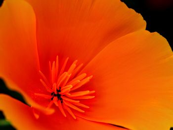 Close-up of orange flower head