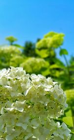 Close-up of white flowers