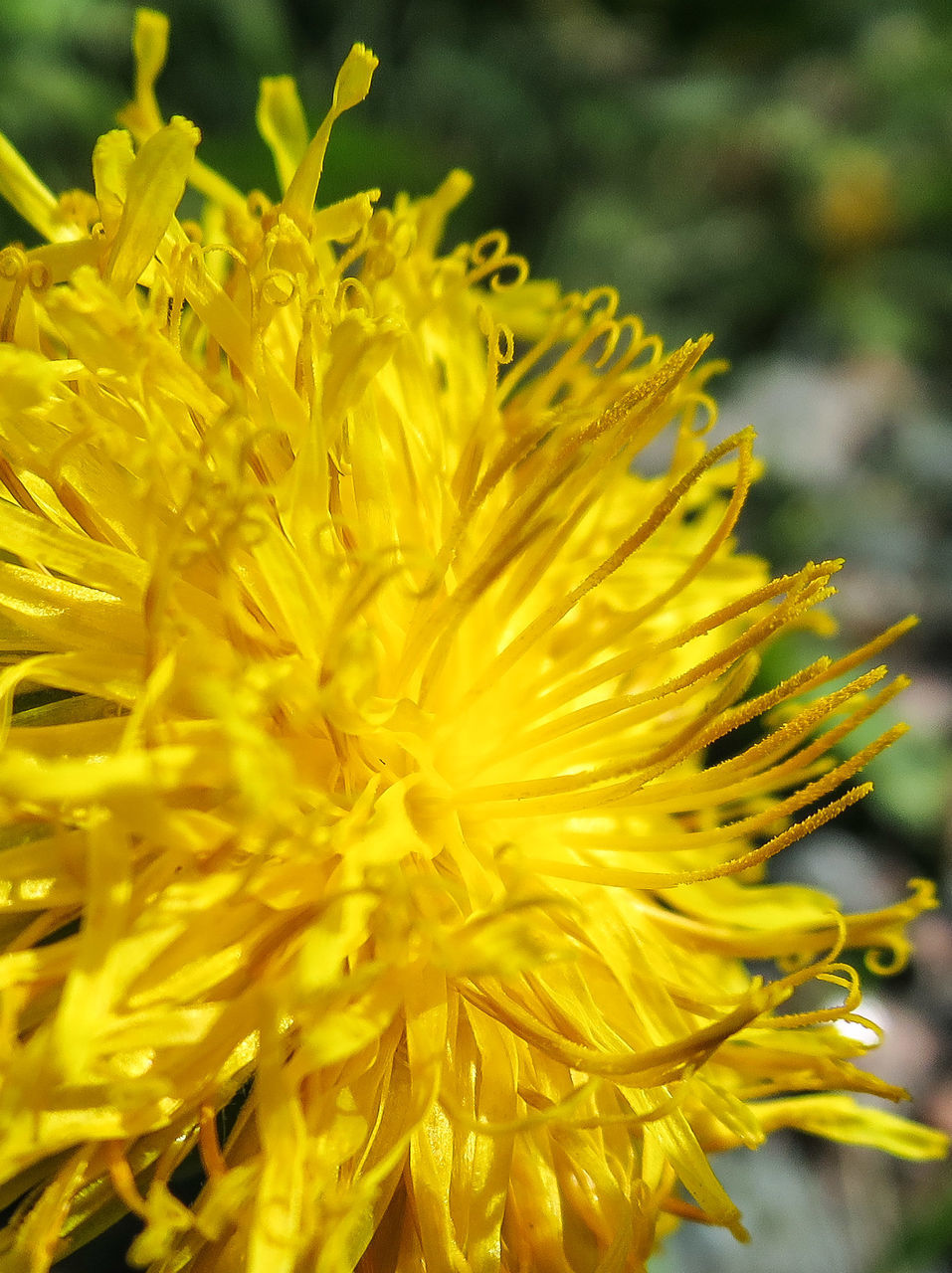 flower, freshness, petal, yellow, flower head, fragility, close-up, growth, beauty in nature, nature, focus on foreground, single flower, blooming, pollen, plant, in bloom, selective focus, stamen, blossom, vibrant color