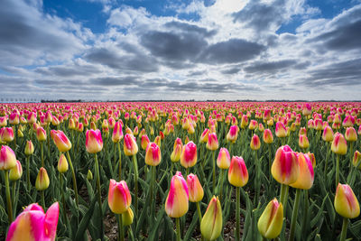Pink tulips on field against cloudy sky