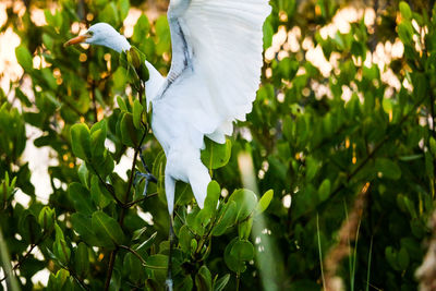 White bird on a plant