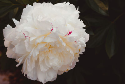 Close-up of white rose