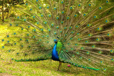 Peacock perching on a flower