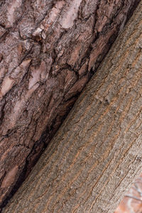 Close-up of tree trunk