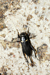 Close-up of insect