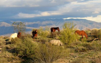 Horses grazing in a field