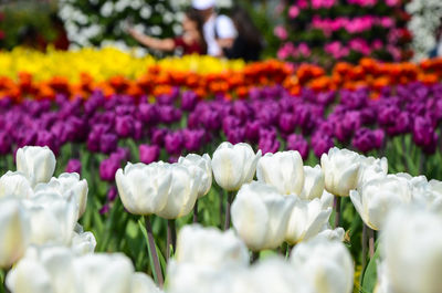 Close-up of white crocus blooming outdoors