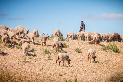 View of sheep on field