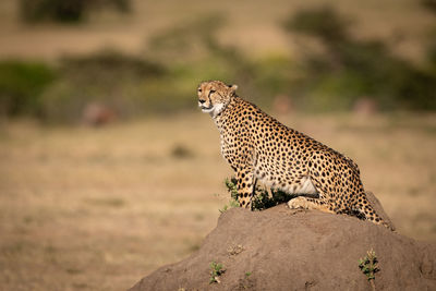 Cheetah sitting on rock in zoo