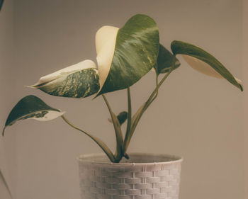 Close-up of white flower against wall